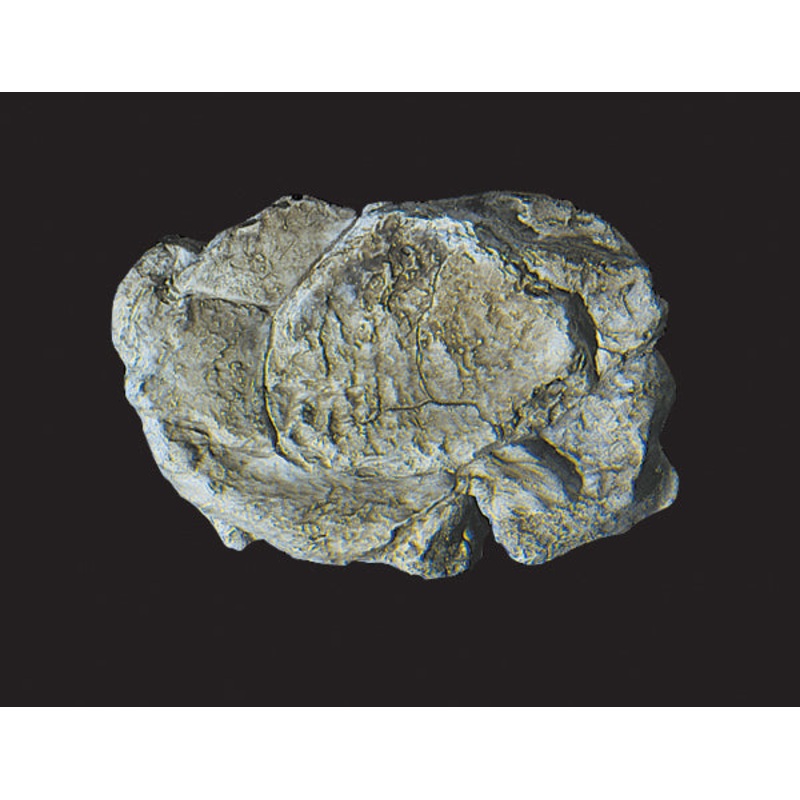 Woodland Scenics Rock Mold-Wind Rock (5X7)