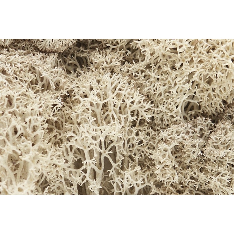 Woodland Scenics Natural Lichen